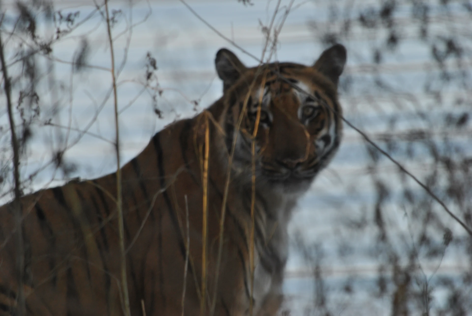 Tiger photographed in Corbett Tiger Reserve